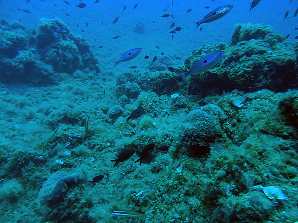 Spicaria sp  mennole da determinare Canale di Piombino